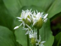 Bärlauch Blütenknospen beginnen aufzublühen